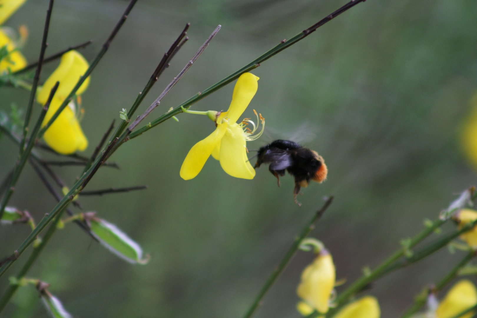 Pollinisation en cours!