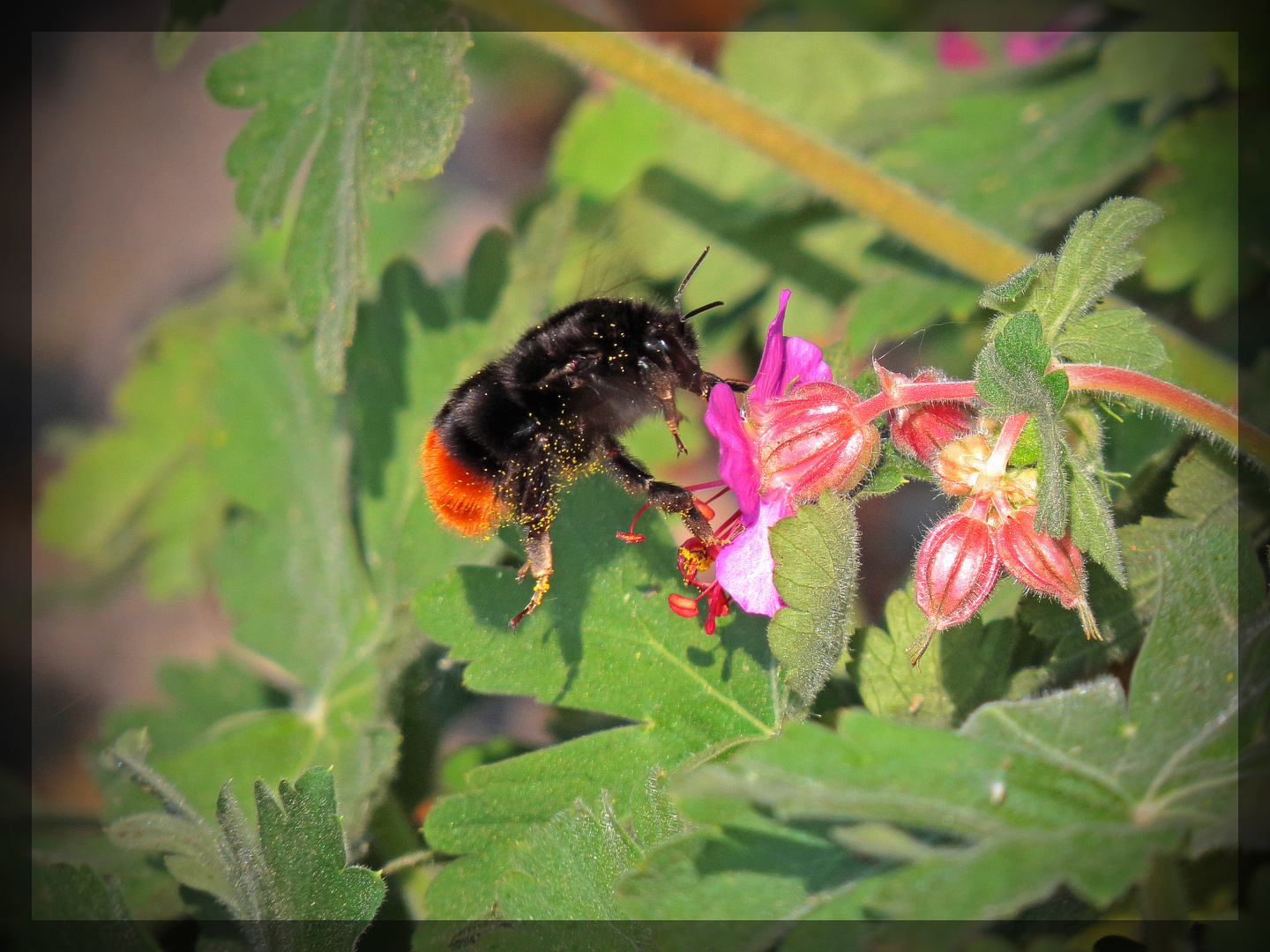 Pollinisator