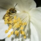 Pollinise-moi!!