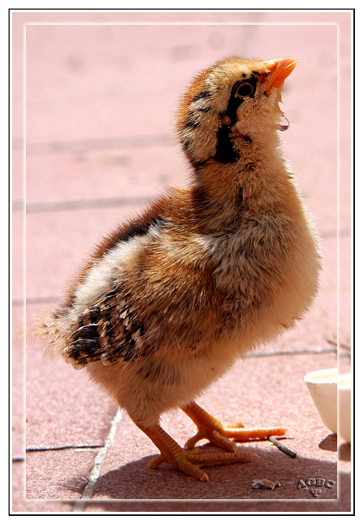 Pollito de gallina enana rayada bebiendo