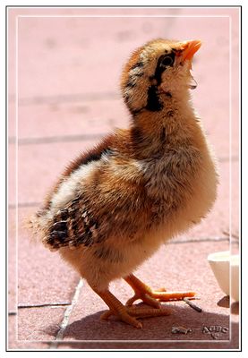 Pollito de gallina enana rayada bebiendo
