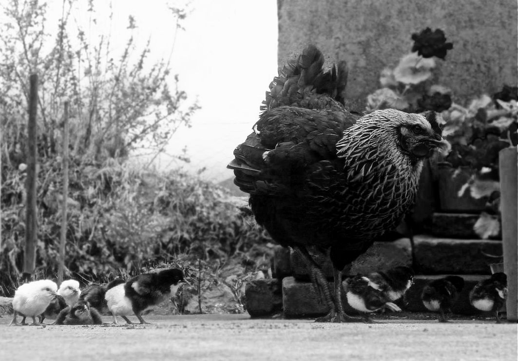 pollito perezoso, familia