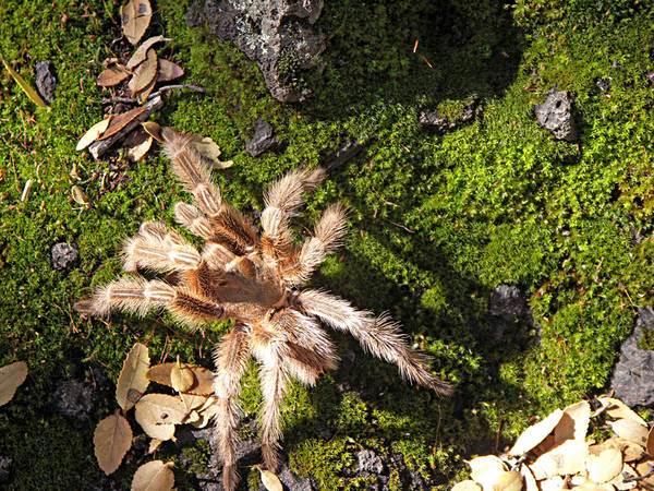 "Pollito" Spinne