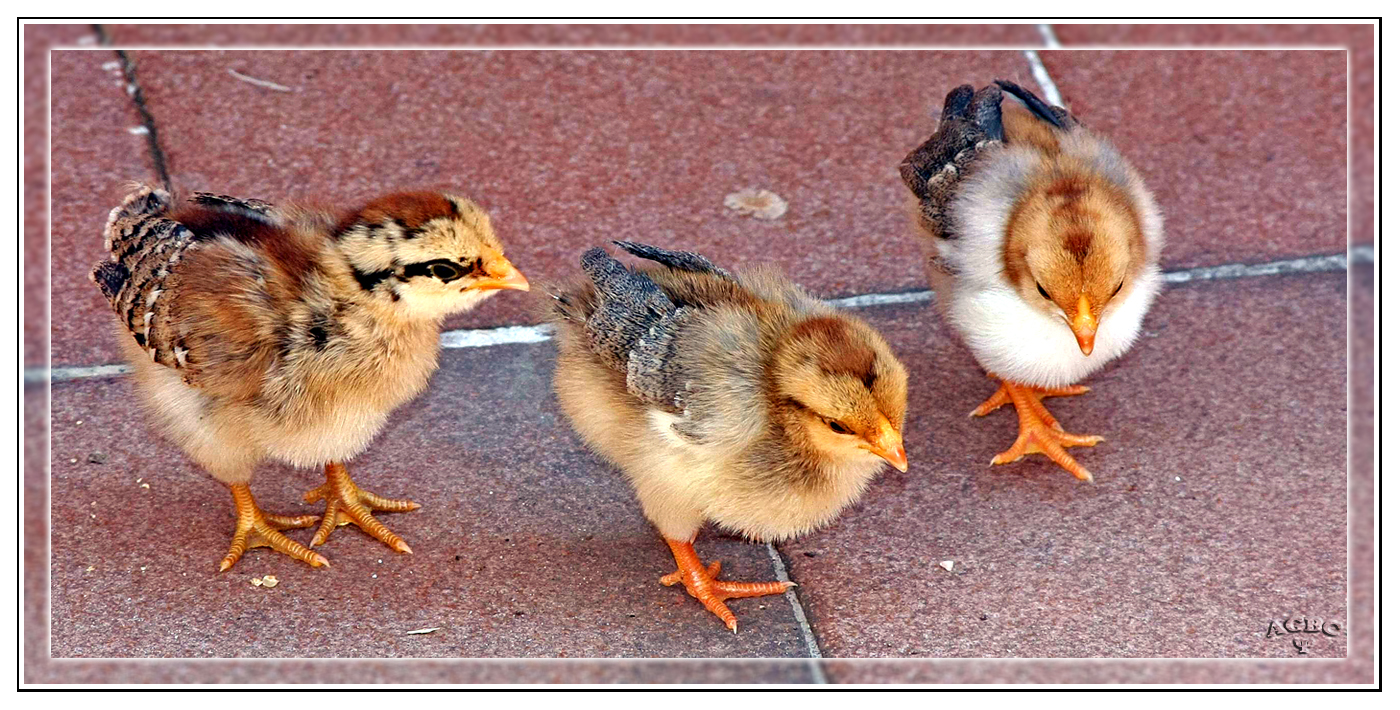 Pollitos de gallina enana rayada (Brahma, Sussex, wyandote?)