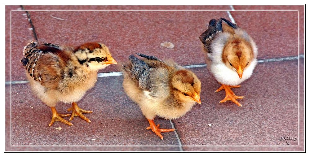 Pollitos de gallina enana rayada (Brahma, Sussex, wyandote?)