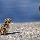 Pollo de gaviota