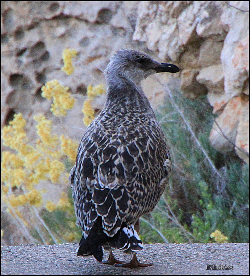 polluelo gaviota