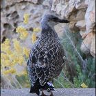 polluelo gaviota