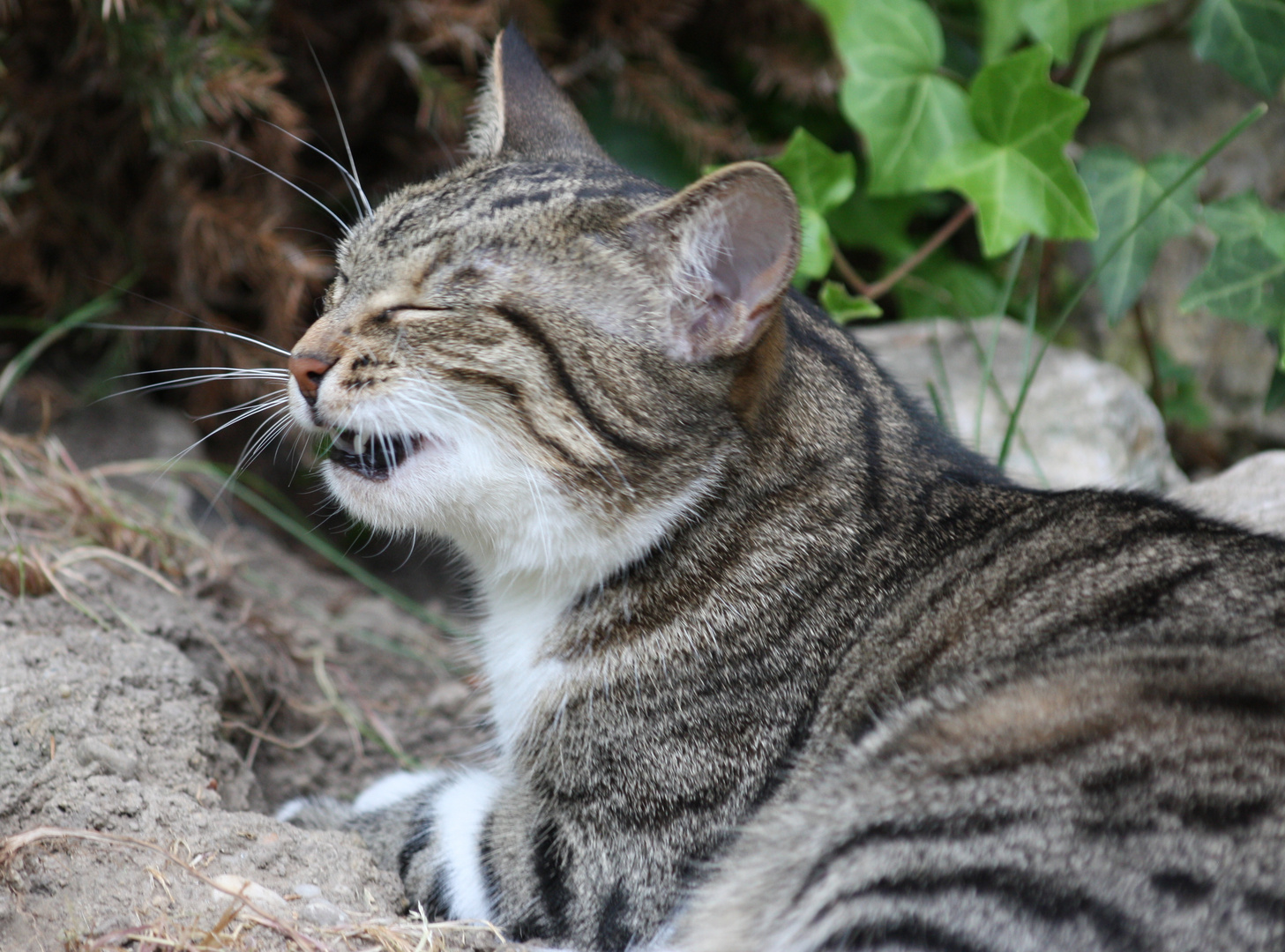 Polly Foto & Bild tiere, natur Bilder auf