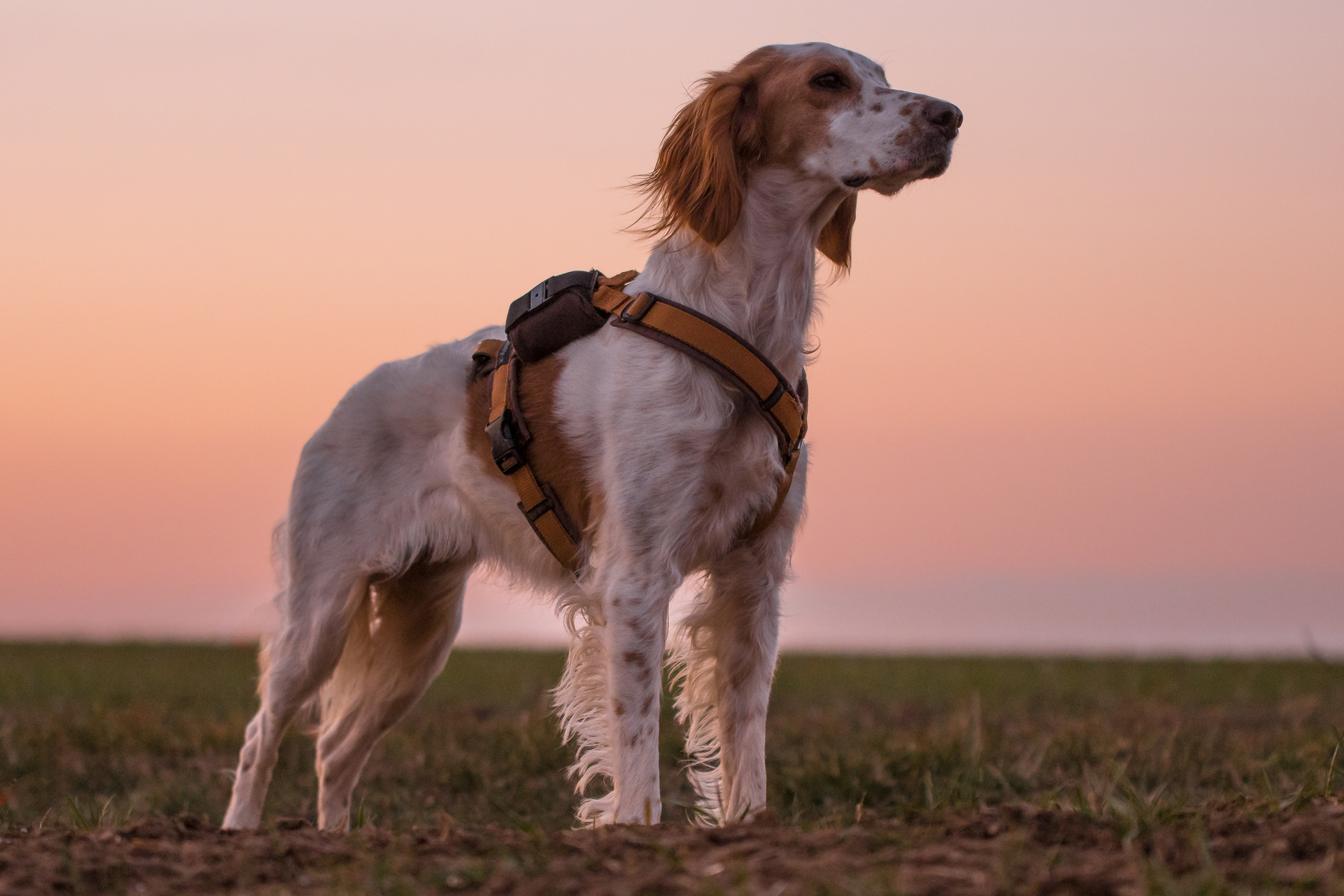 Polly ein English Setter