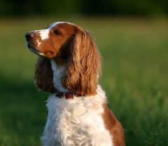 Polly im Abendrot