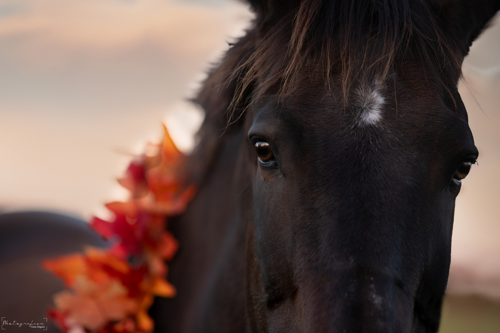 Polly im Herbst