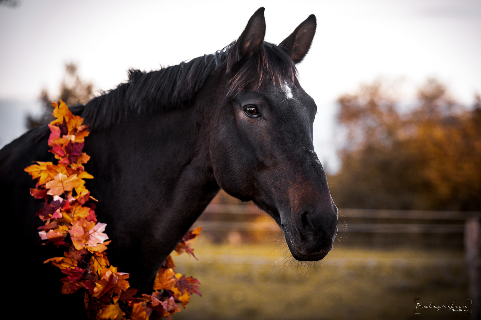 Polly im Herbst 