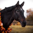 Polly im Herbst 