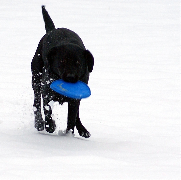 Polly Im Schnee 1