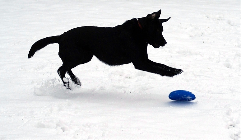 Polly im Schnee 2