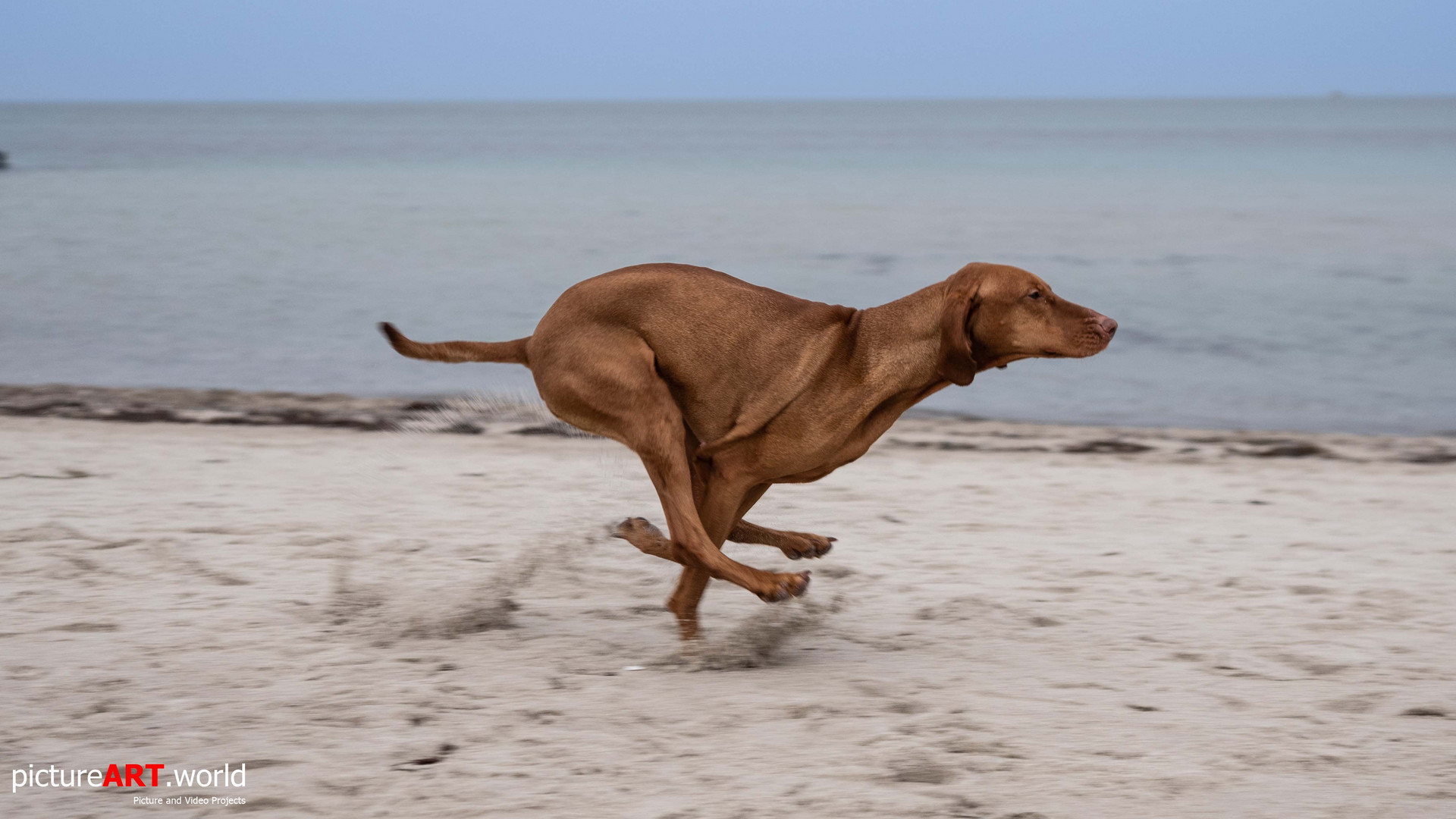 Polly mit großen Sätzen am Strand