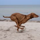 Polly mit großen Sätzen am Strand