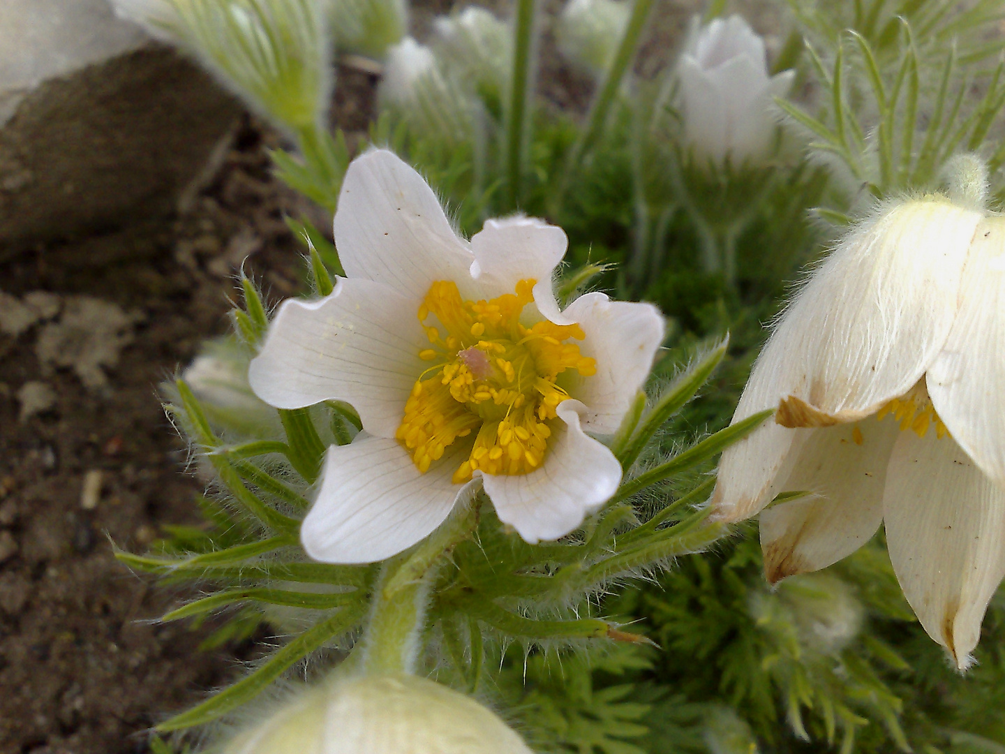 Polnische Blume Foto & Bild pflanzen, pilze & flechten, blüten
