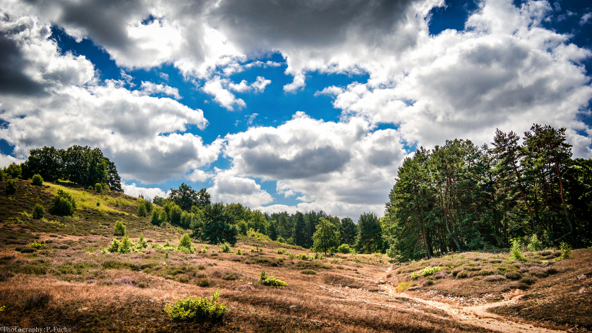 polnische Heide 2