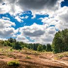 polnische Heide 2