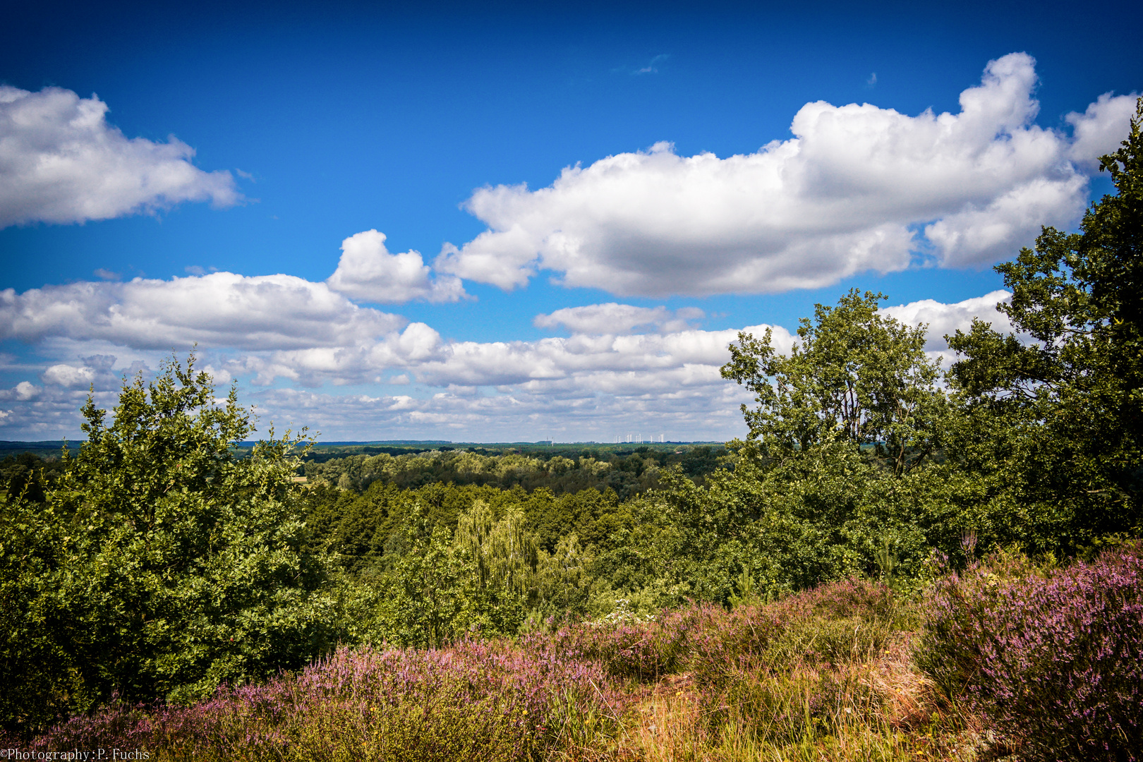 polnische Heide 3