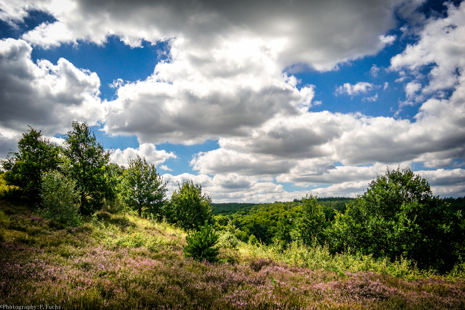 Polnische Heide