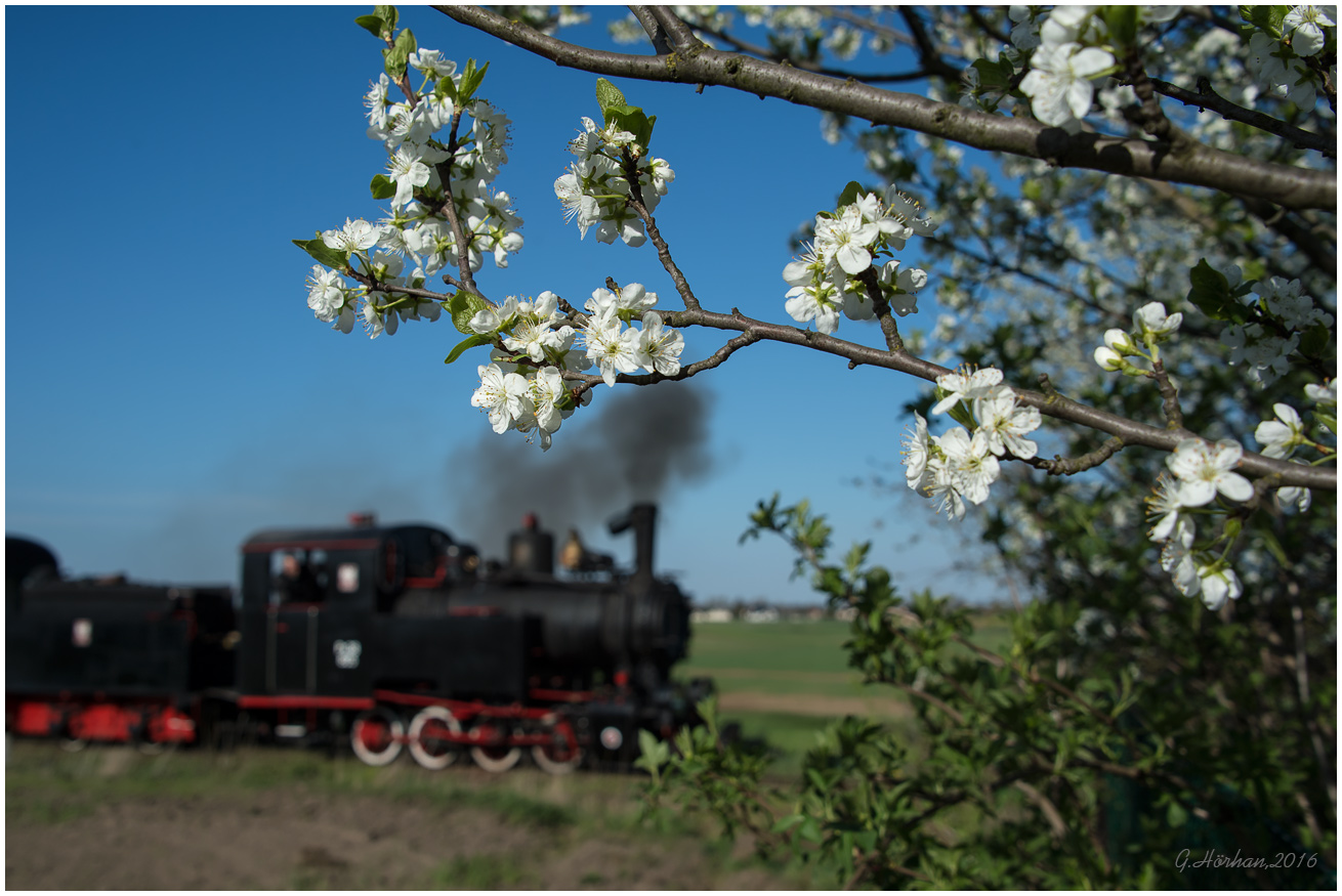 Polnische Kirschblüte