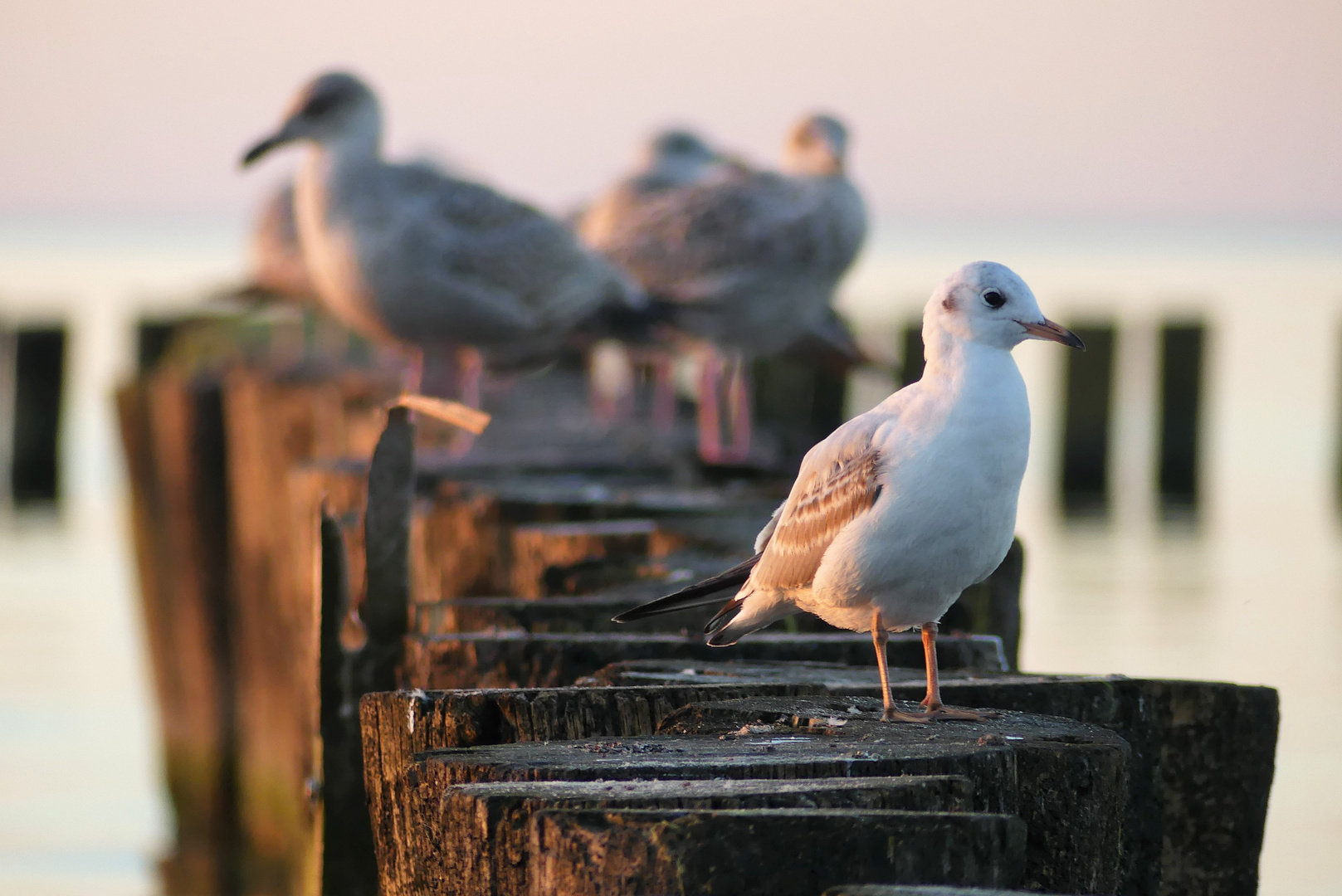 Polnische Ostsee Herbst 2023 