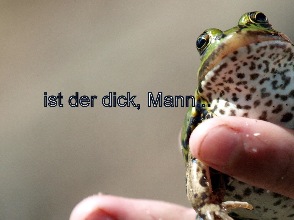 Polnischer Grassfrosch