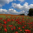 Polnischer Mohn