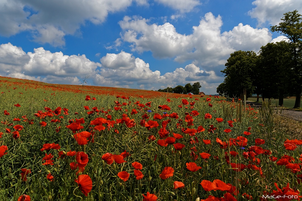 Polnischer Mohn