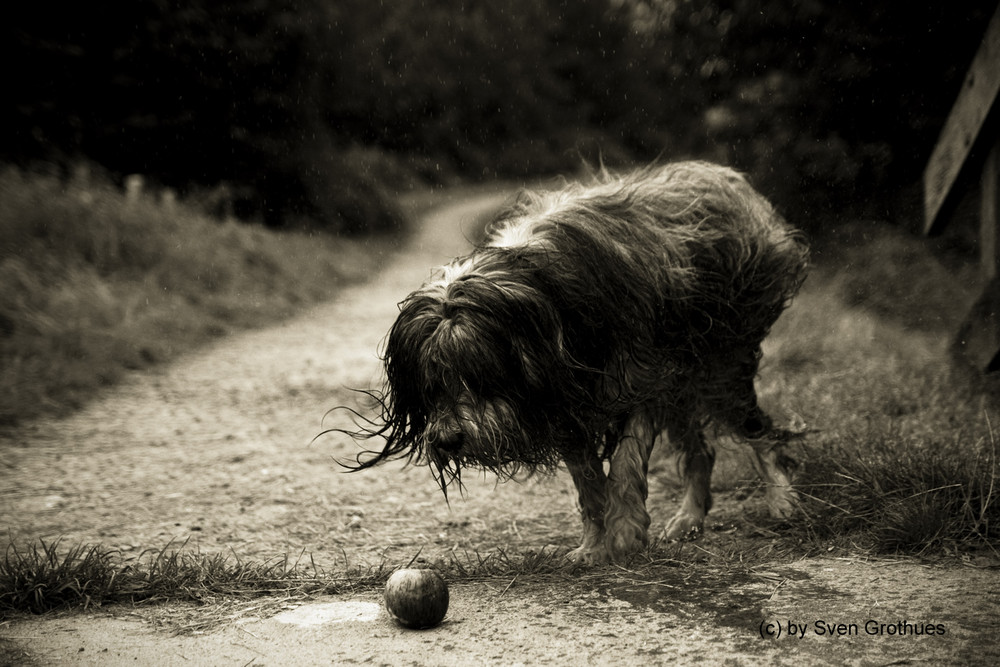 Polnischer Niederungshütehund (Pon)