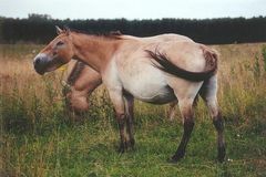 Polnisches Wildpferd im Wildpark Schorfheide