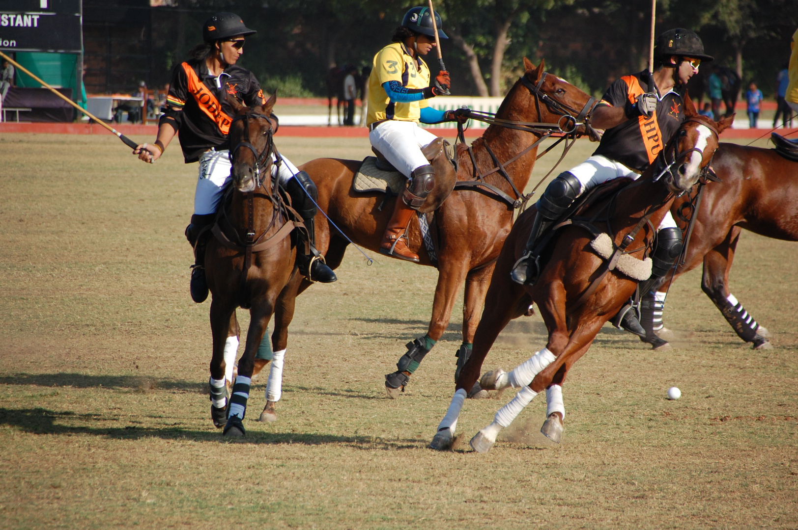 Polo in Jodhpur