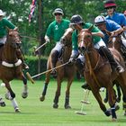 Polo in Maspe