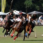 Polo in Maspe