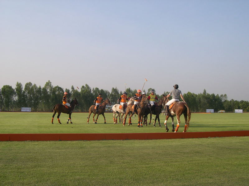 Polo Ponies