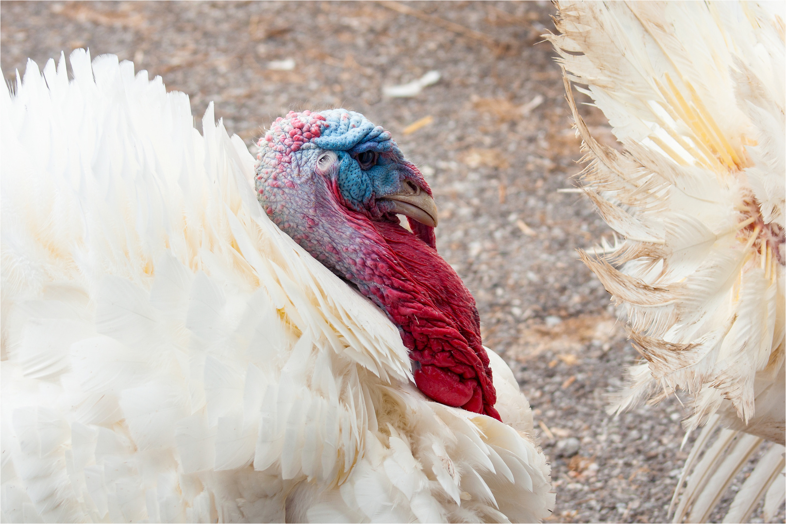 Polonaise Foto & Bild world, natur, zoo Bilder auf