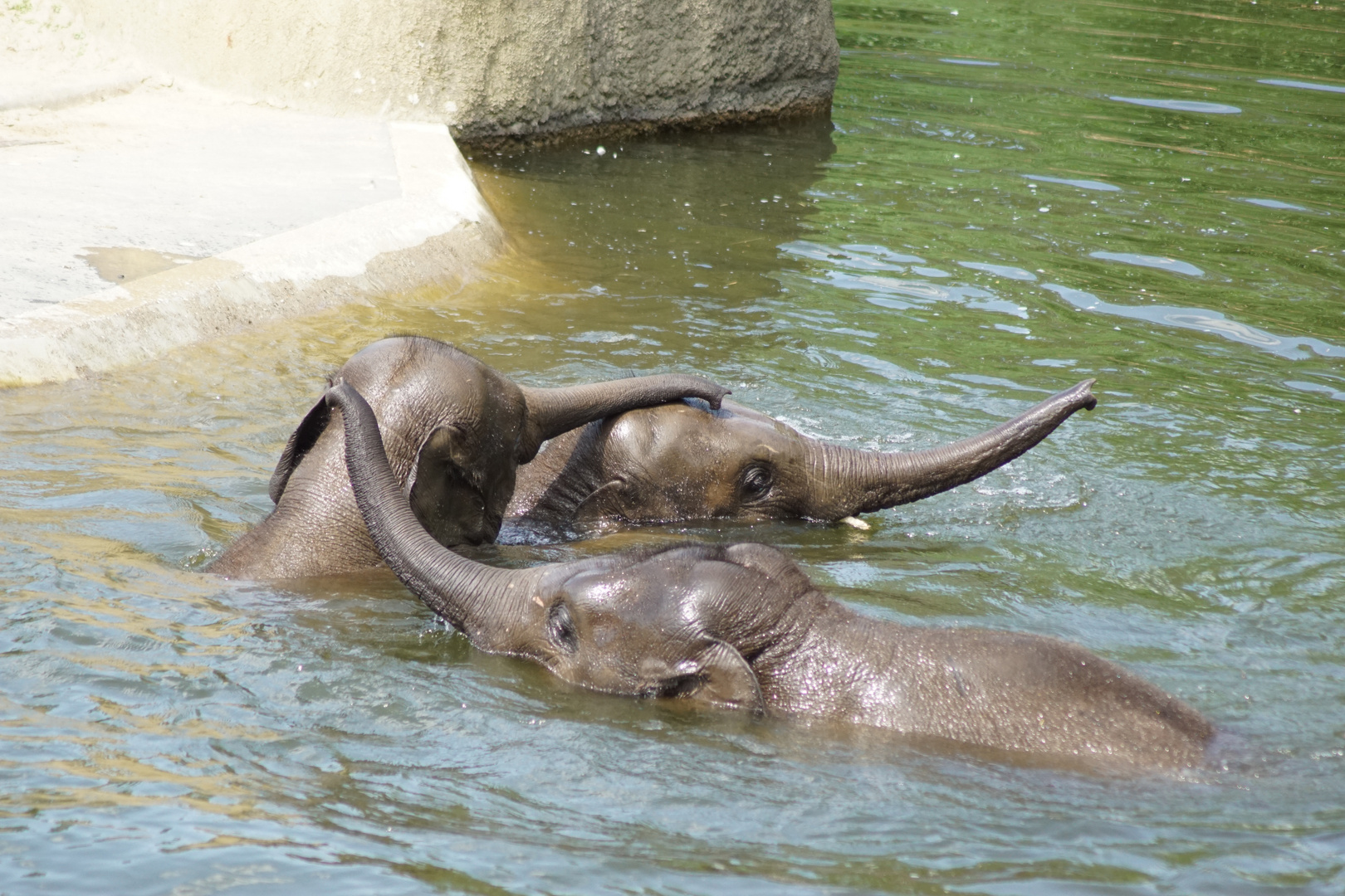 Polonaise im Zoo