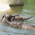 Polonaise im Zoo