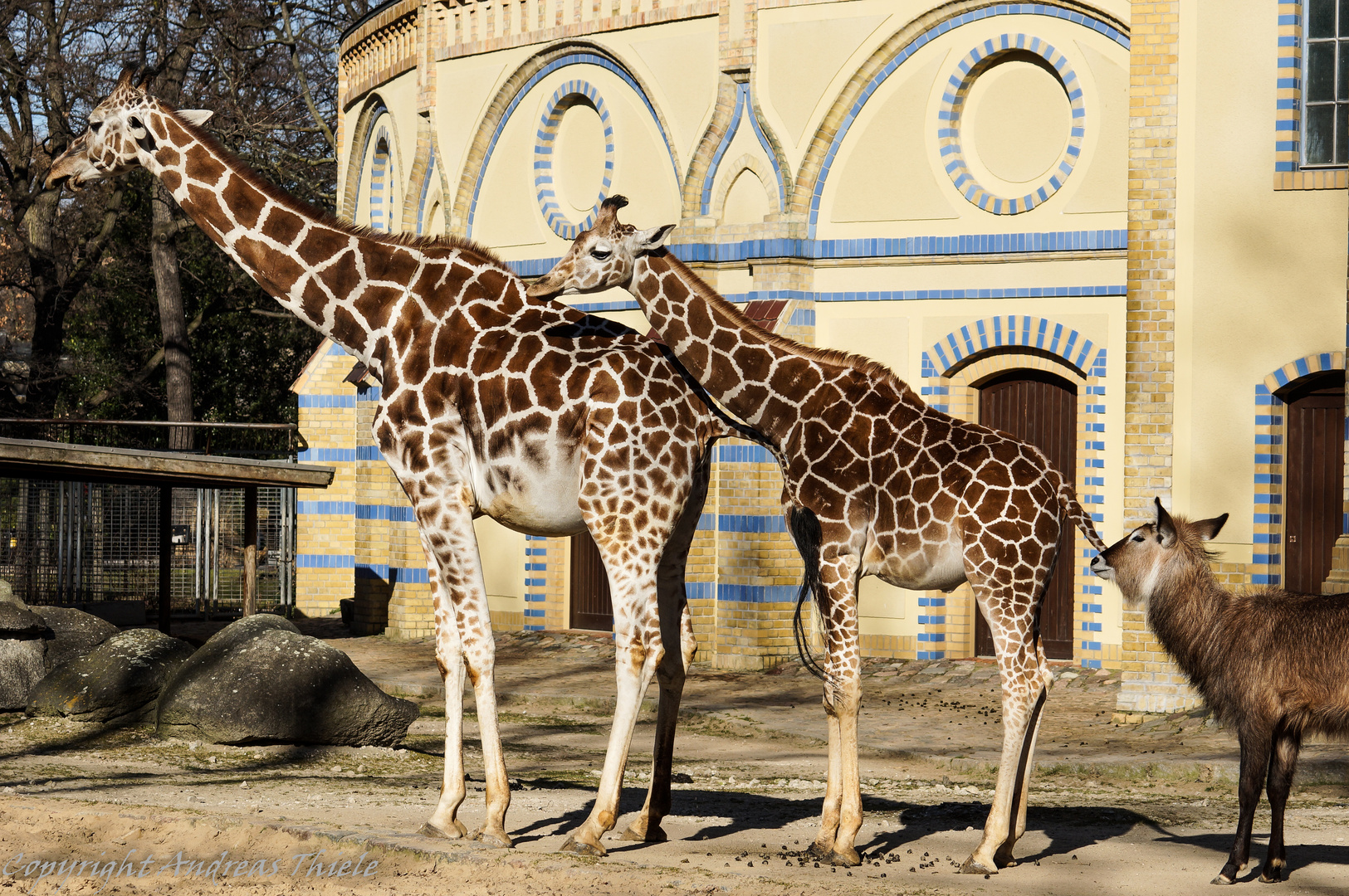 Polonaise in der Giraffenanlage ;)