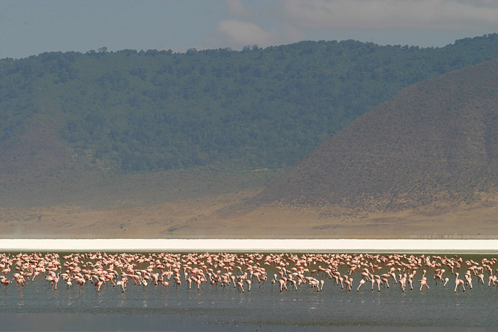 polonnaise ngorongoro 2