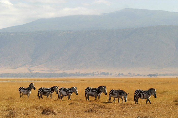 polonnaise ngorongoro 3