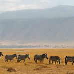 polonnaise ngorongoro 3