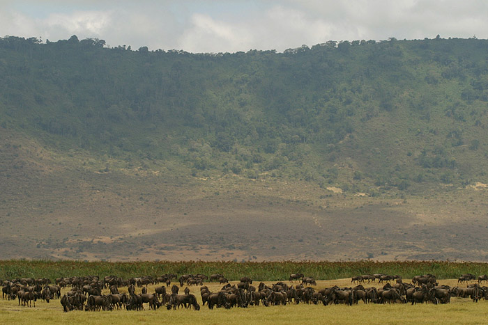 polonnaise ngorongoro 4