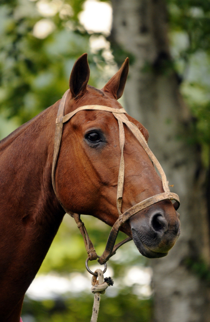 Polopony