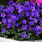 Polster-Glockenblume ( Campanula )