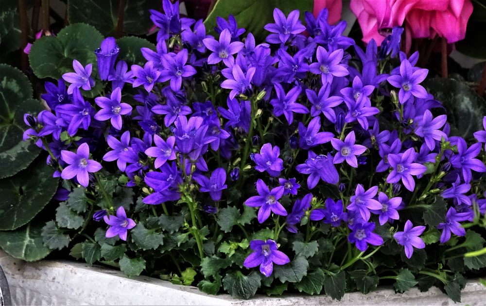 PolsterGlockenblume ( Campanula ) Foto & Bild natur, blumen