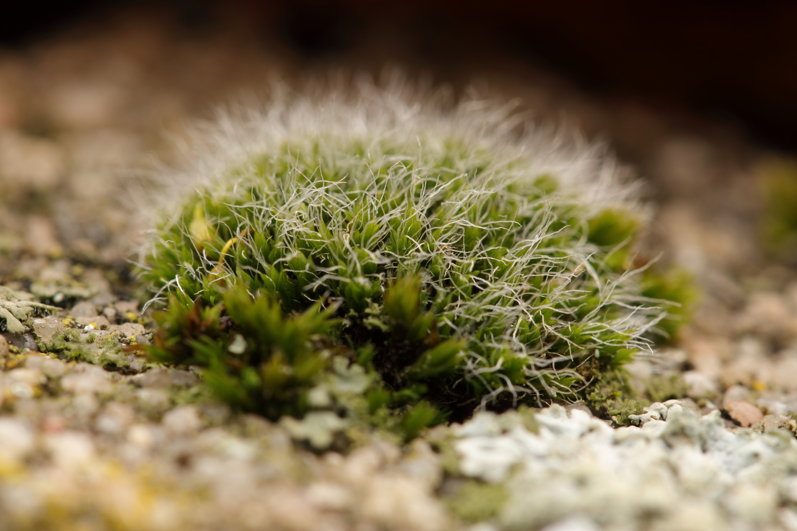 Polster-Kissenmoos (Grimmia pulvinata)